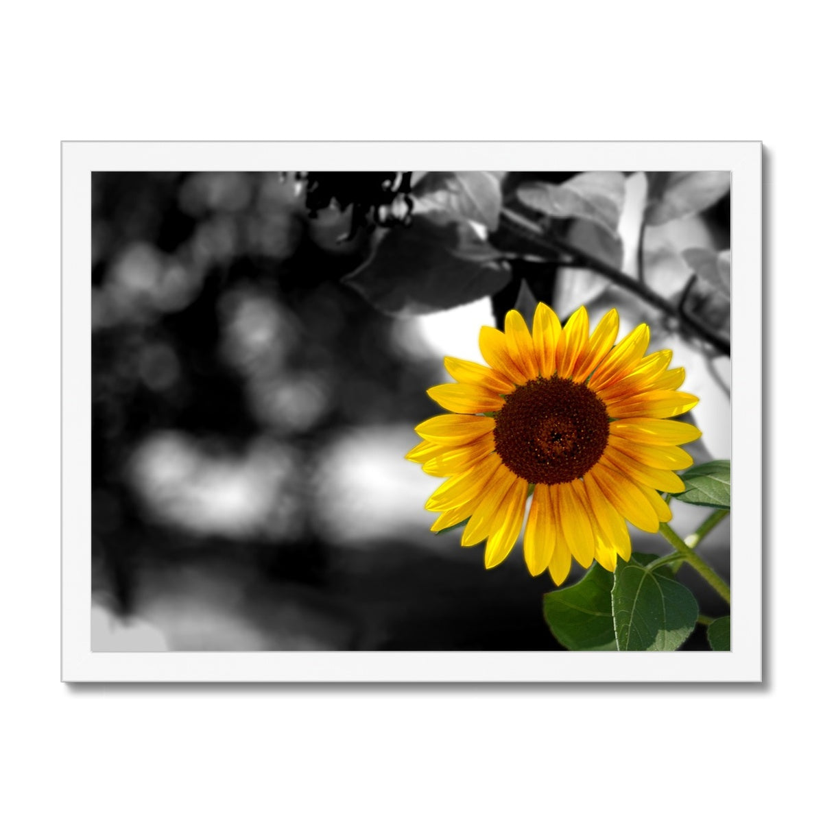 Sunflower Alone Framed Print