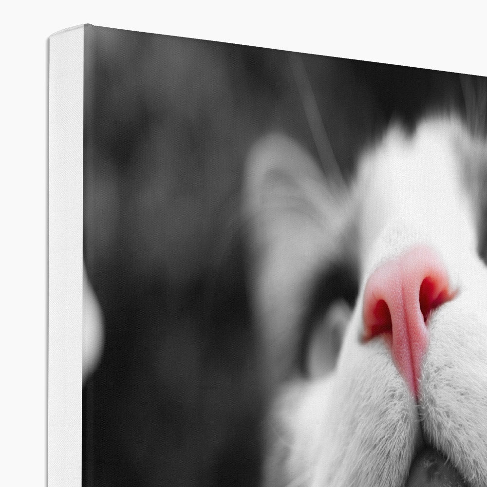 Pink Noses Eco Canvas