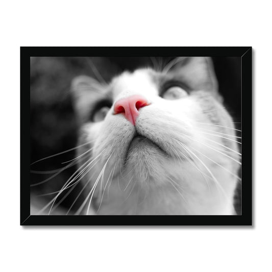 Pink Noses Framed Print