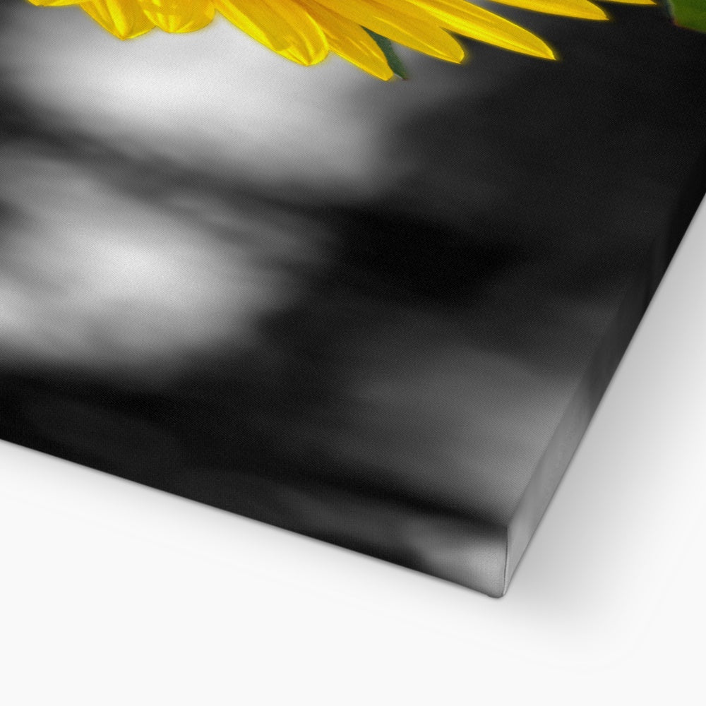 Sunflower Alone Canvas