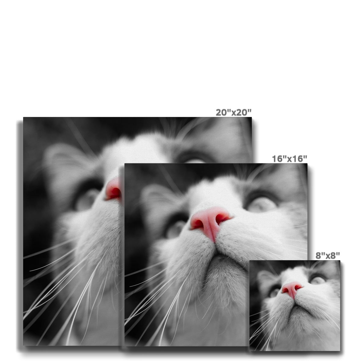 Pink Noses Eco Canvas