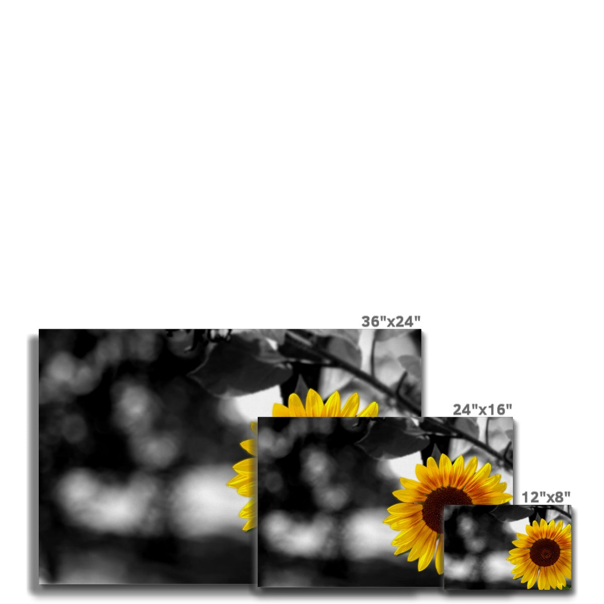 Sunflower Alone Canvas