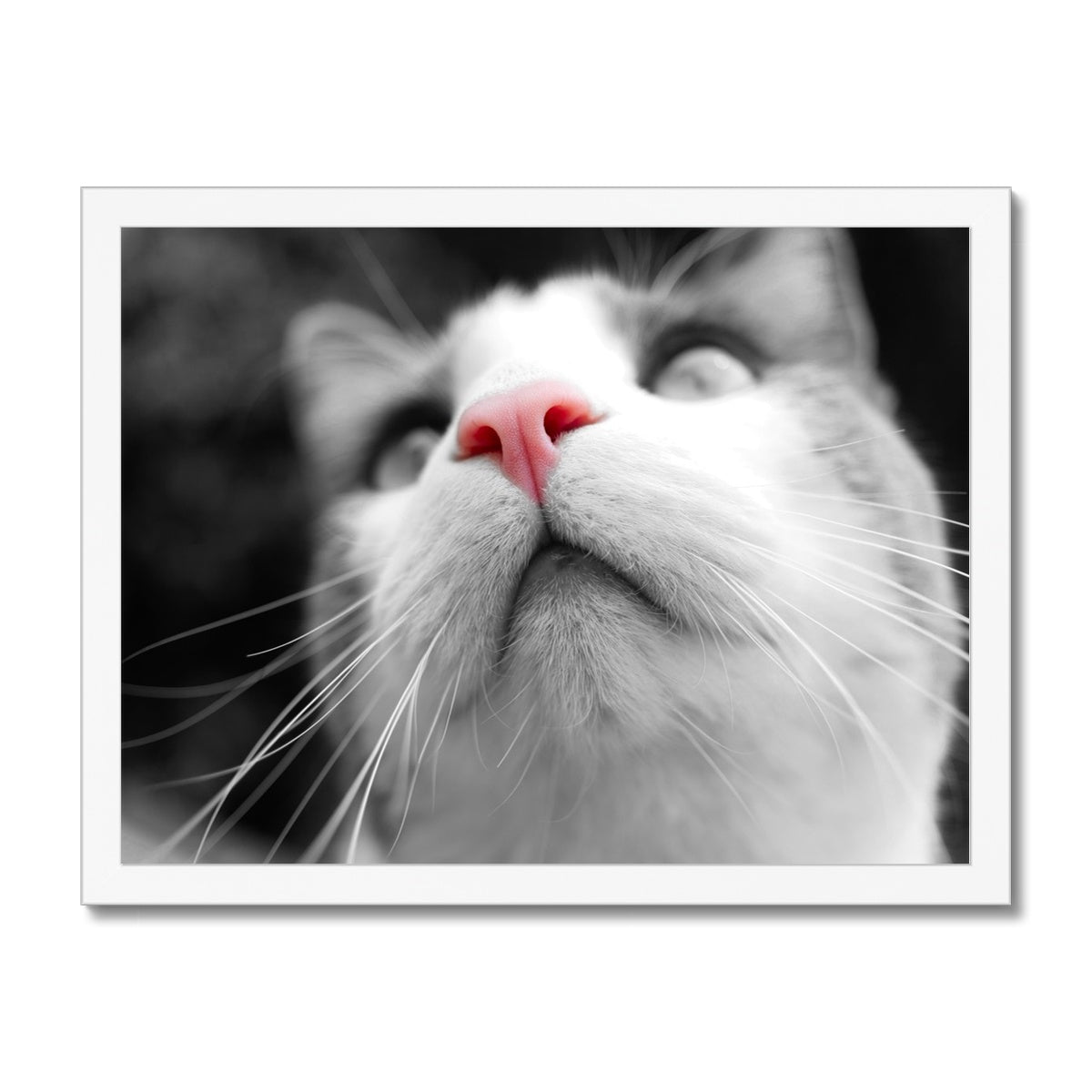 Pink Noses Framed Print