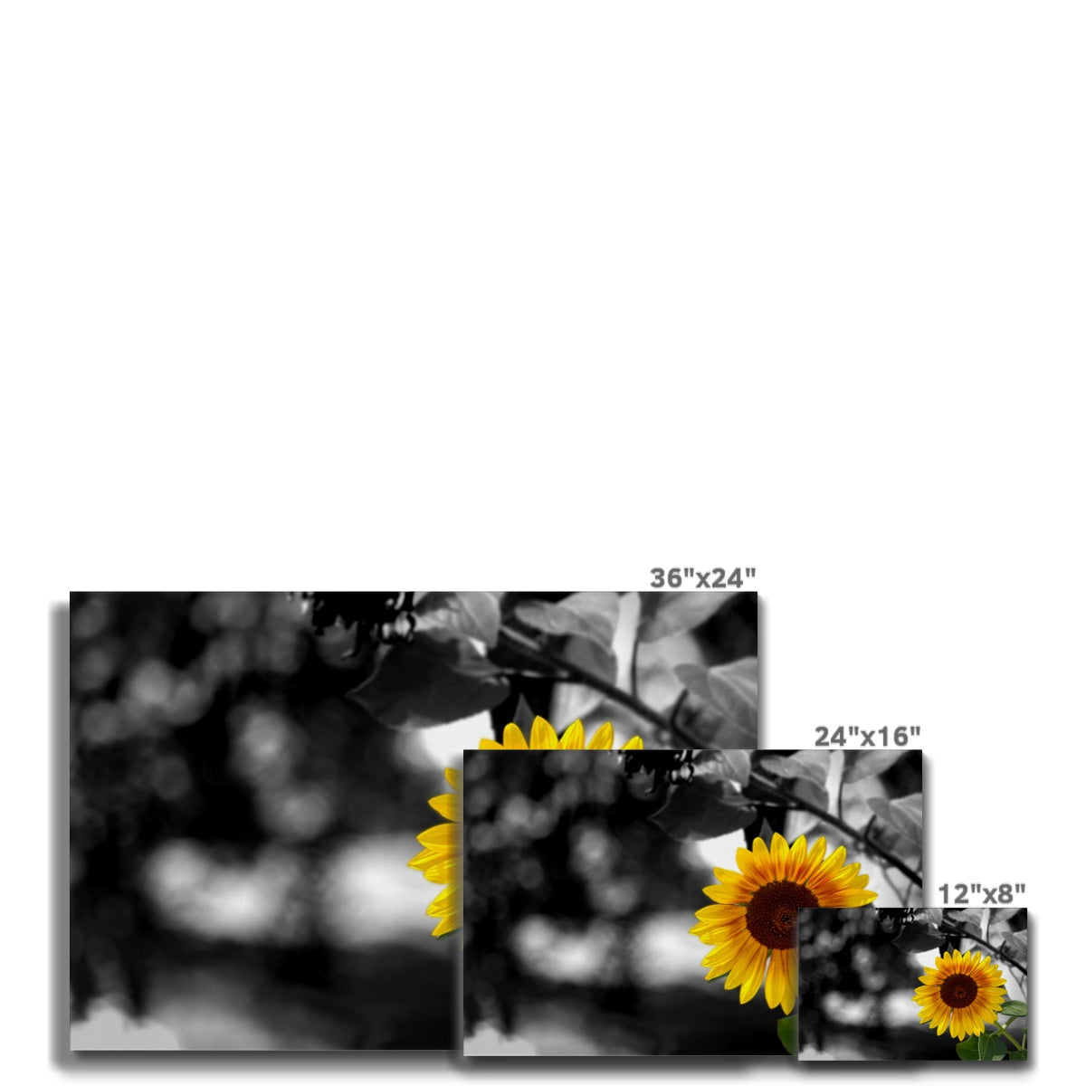 Sunflower Alone Canvas