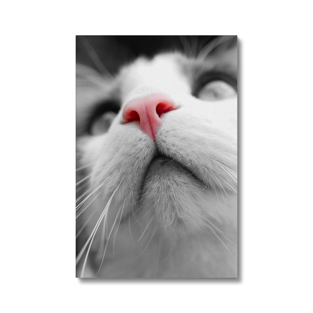 Pink Noses Eco Canvas