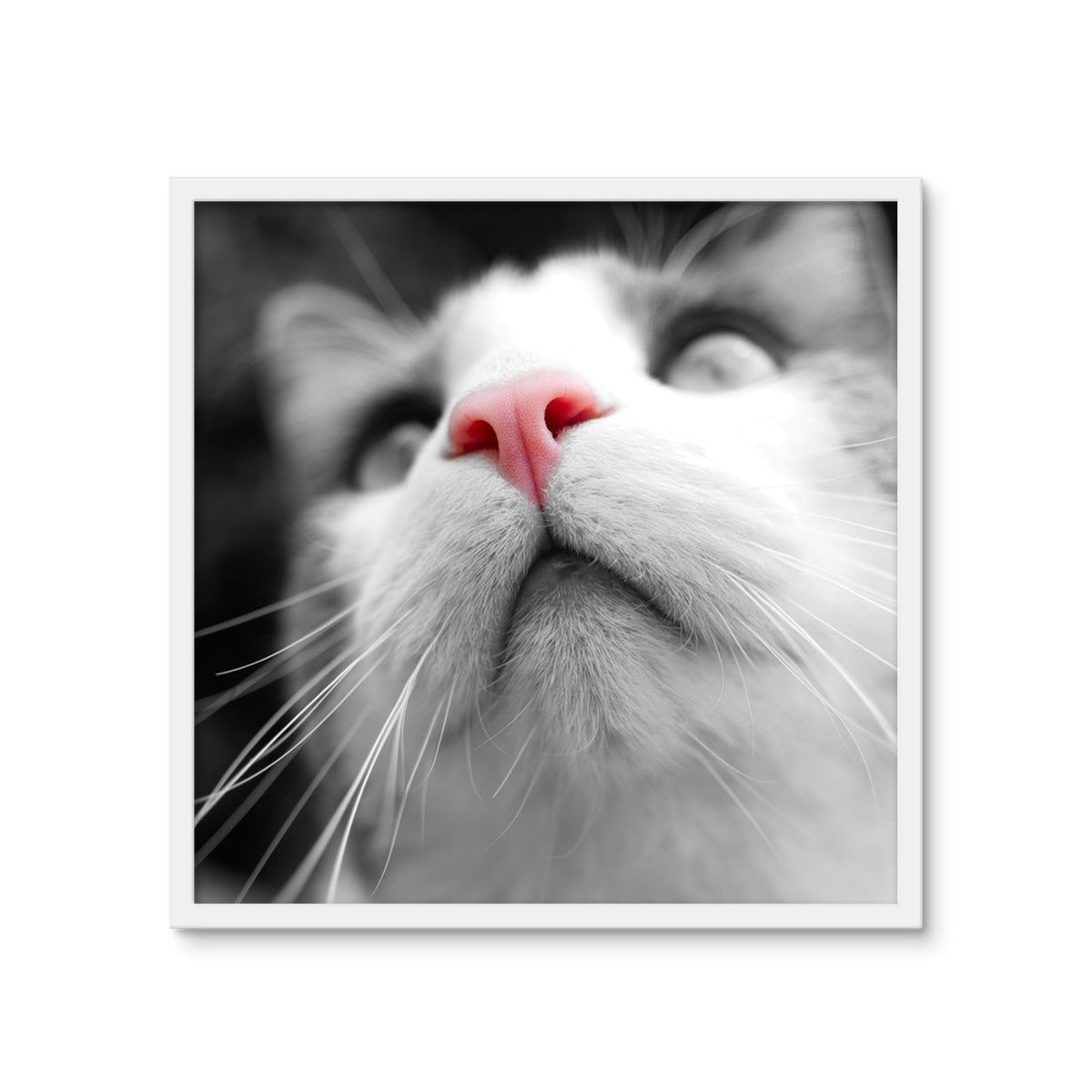 Pink Noses Framed Photo Tile