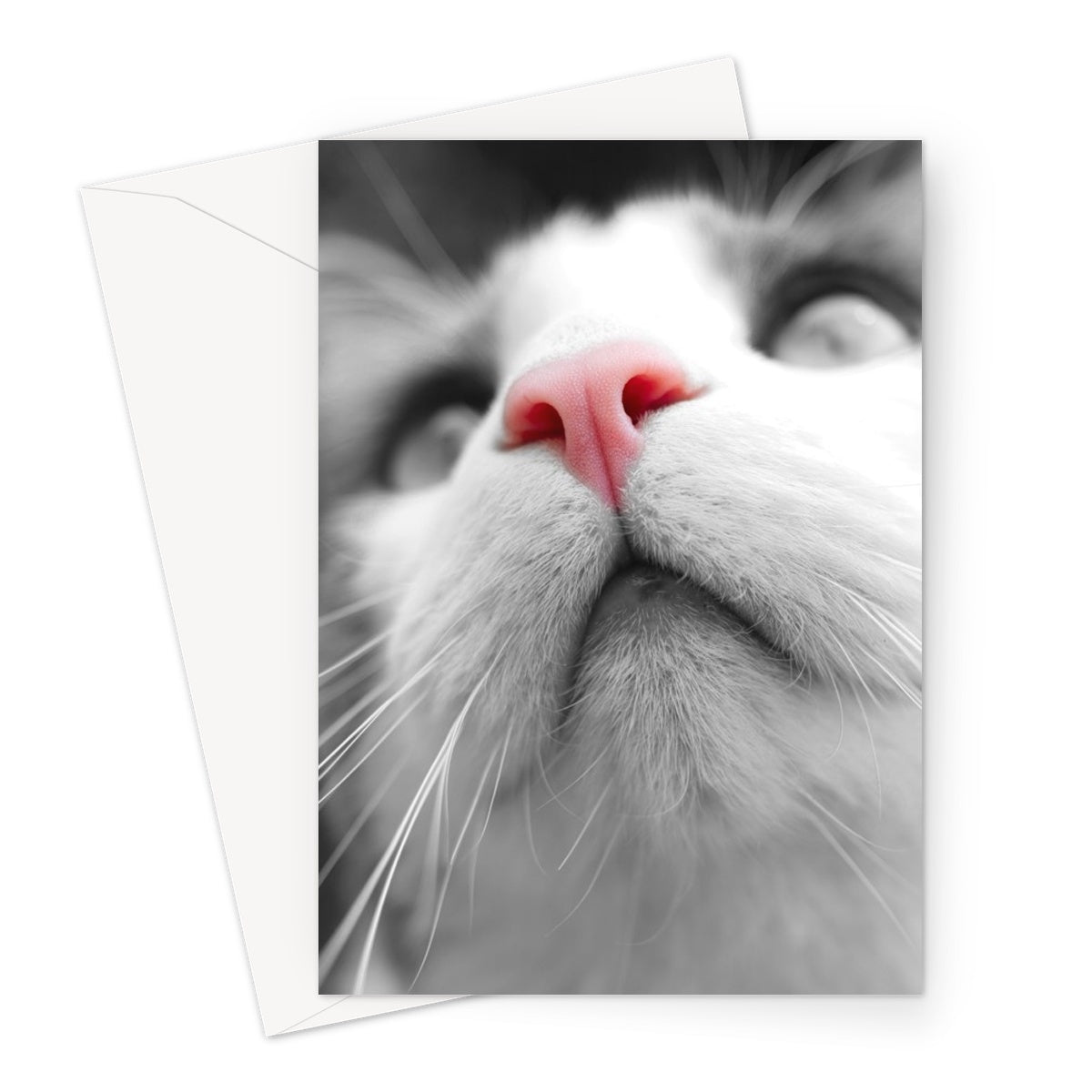 Pink Noses Greeting Card