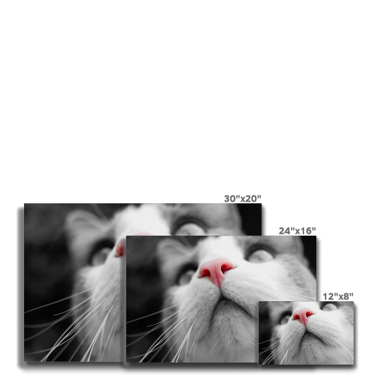 Pink Noses Eco Canvas