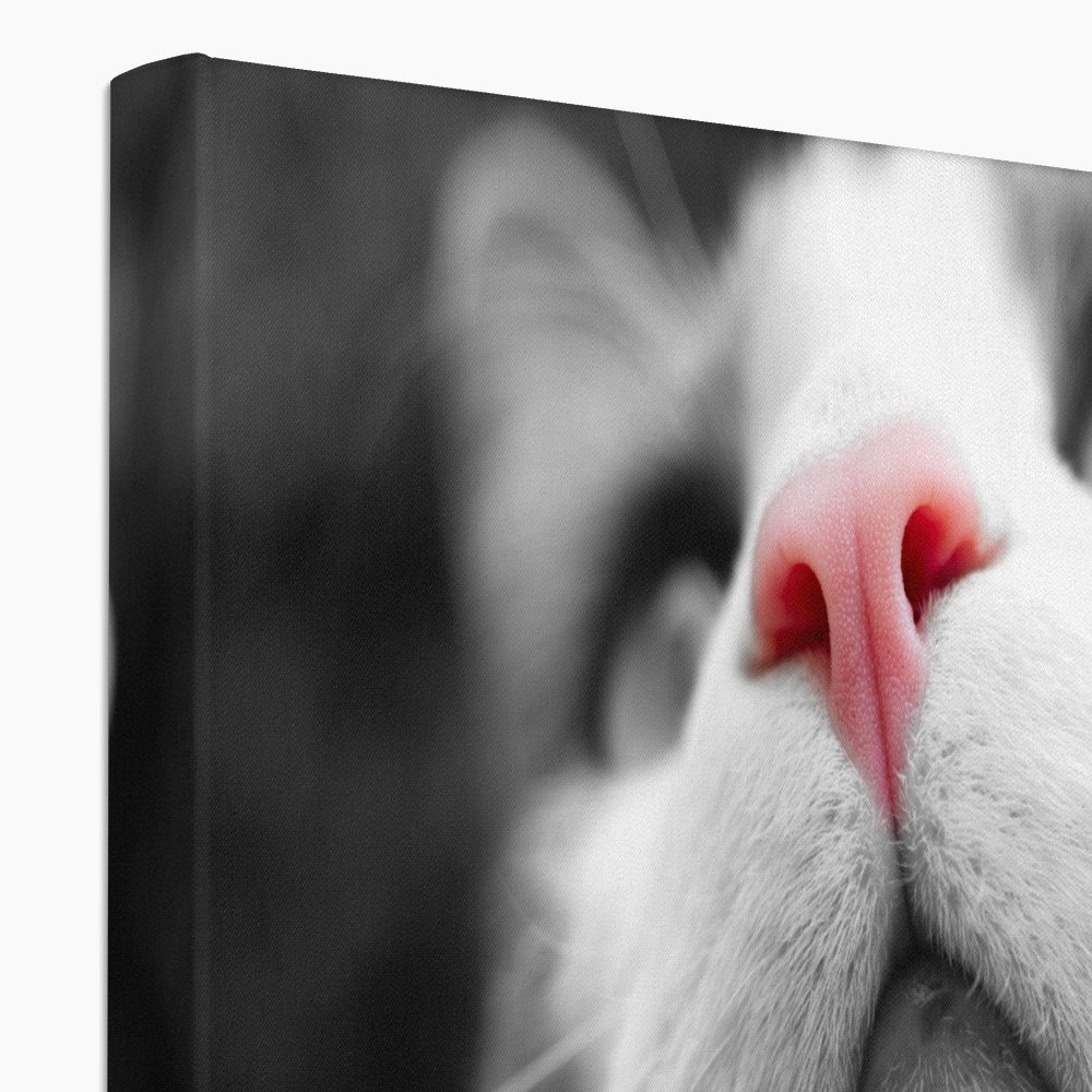 Pink Noses Eco Canvas