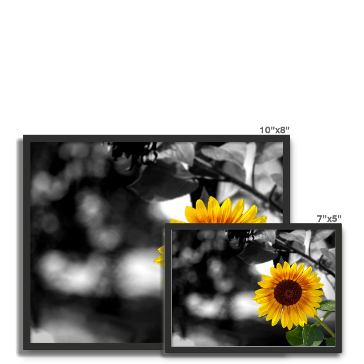 Sunflower Alone Framed Photo Tile