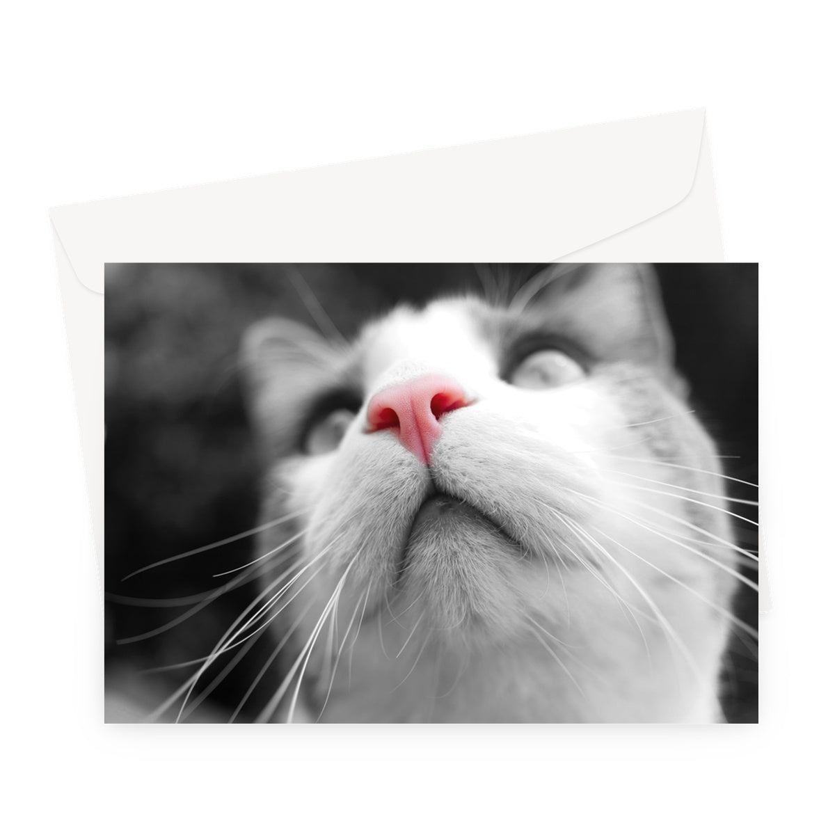 Pink Noses Greeting Card