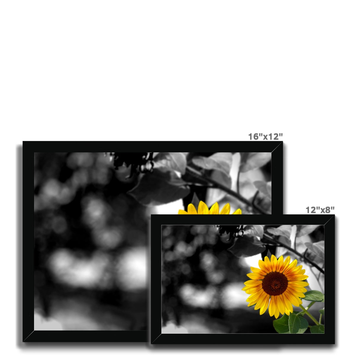 Sunflower Alone Framed Print