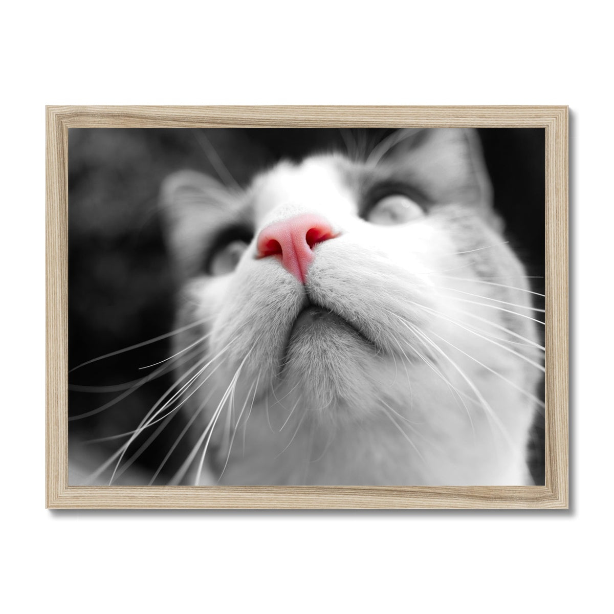 Pink Noses Framed Print