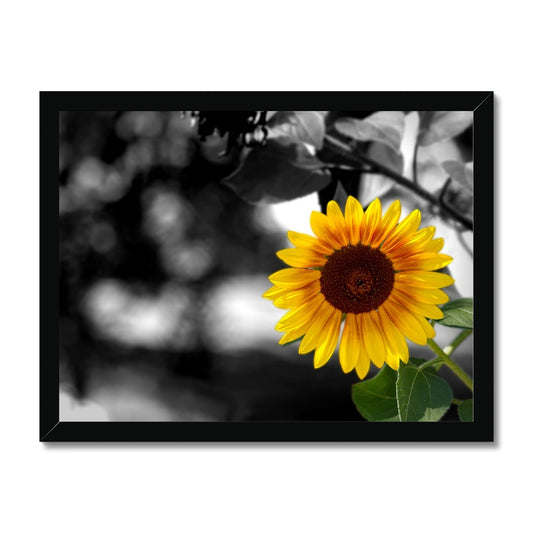 Sunflower Alone Framed Print