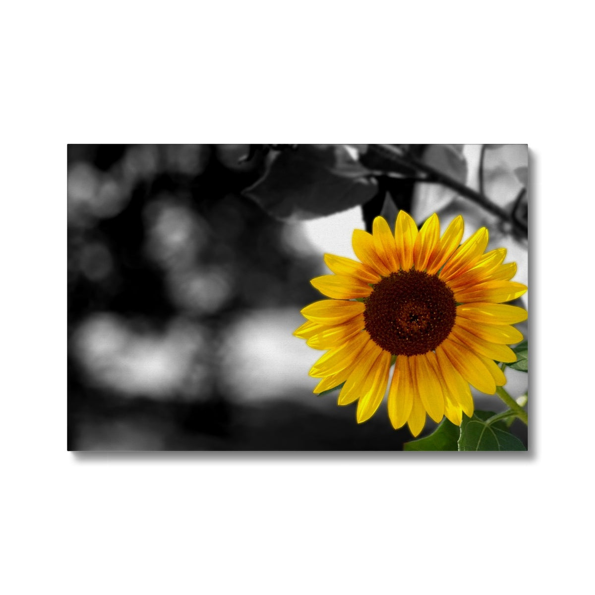 Sunflower Alone Canvas