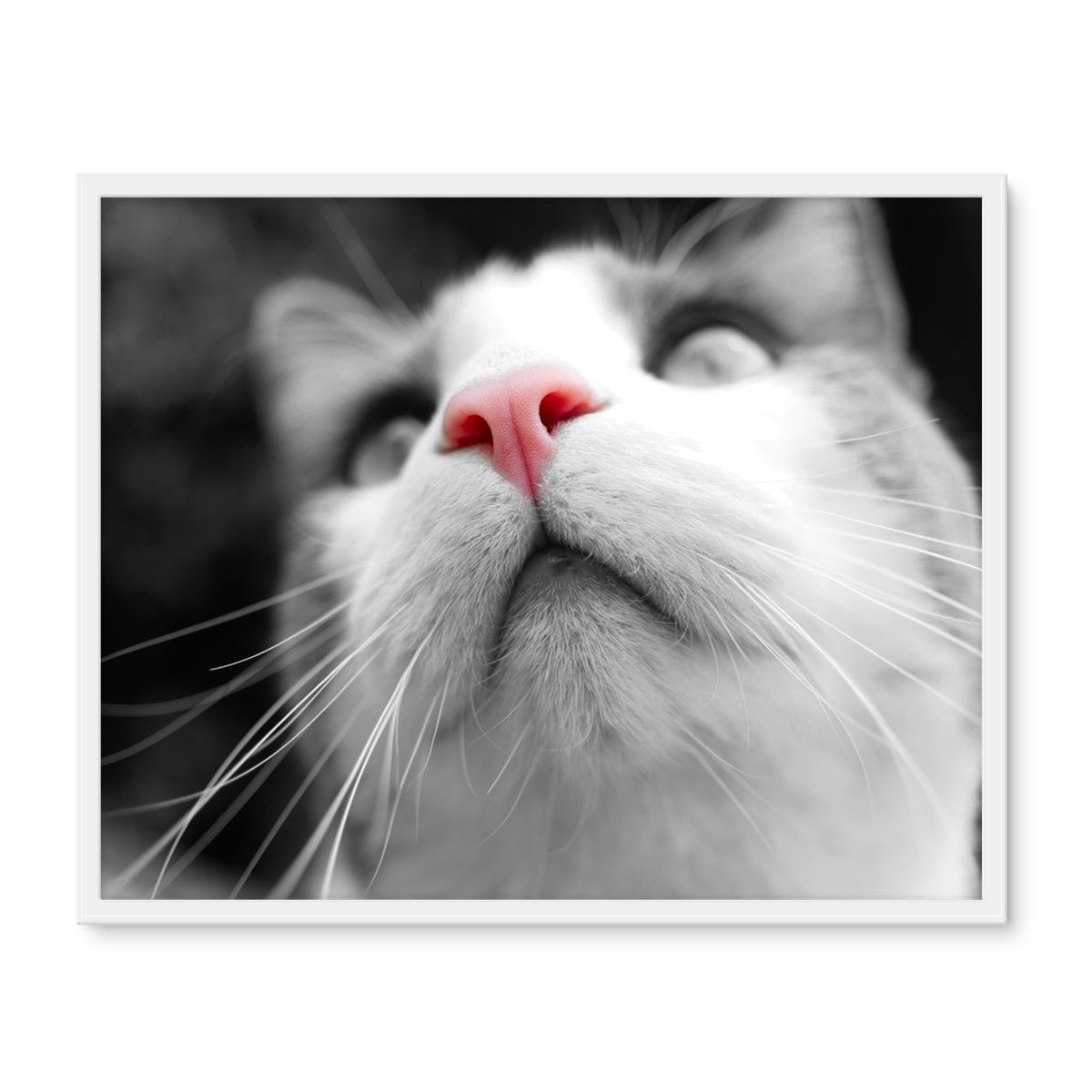 Pink Noses Framed Photo Tile