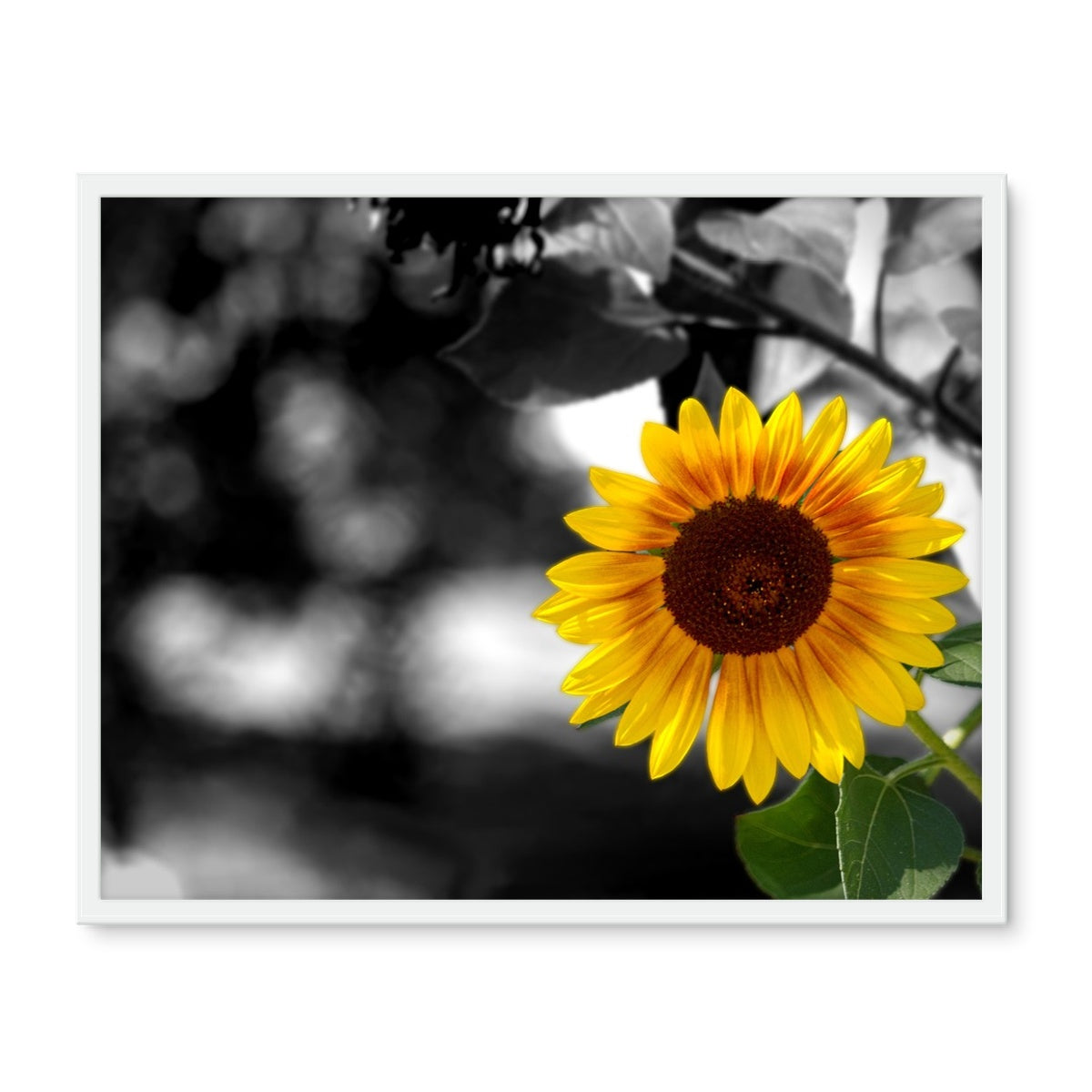 Sunflower Alone Framed Photo Tile