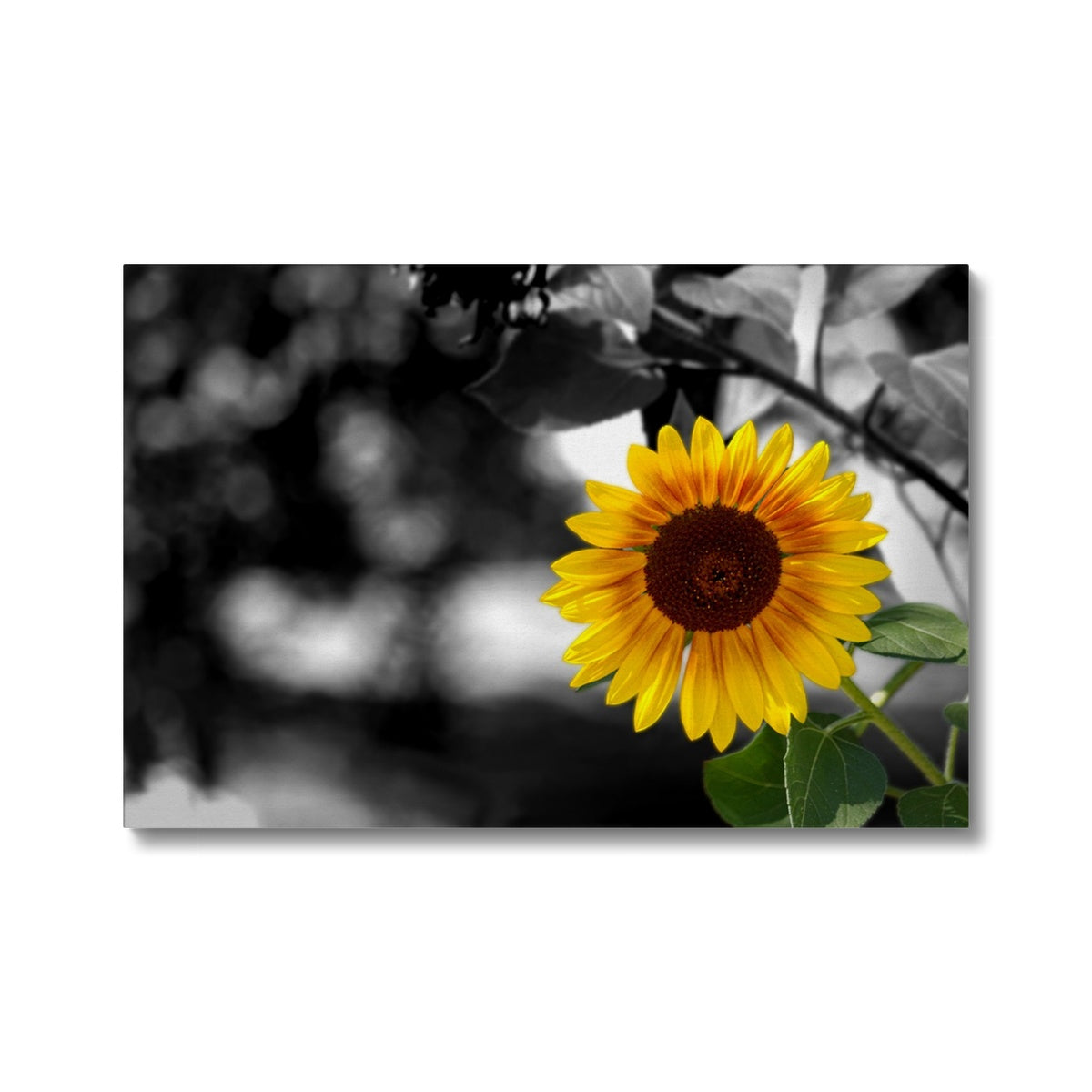 Sunflower Alone Canvas