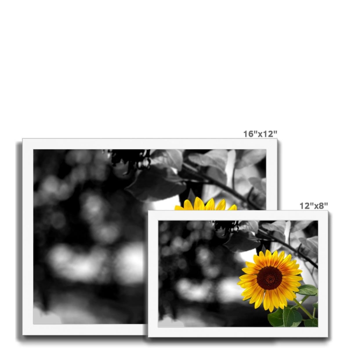 Sunflower Alone Framed Print