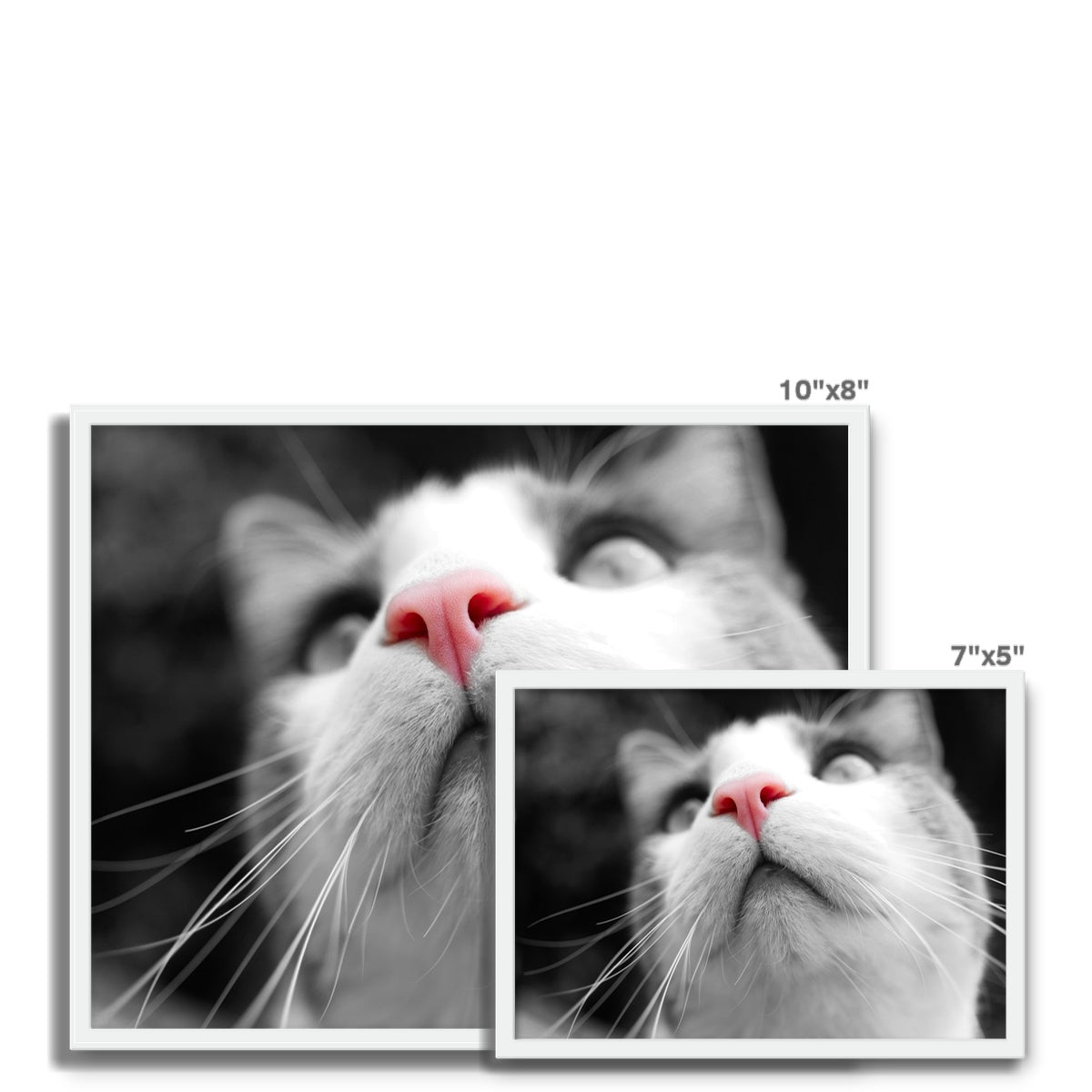 Pink Noses Framed Photo Tile