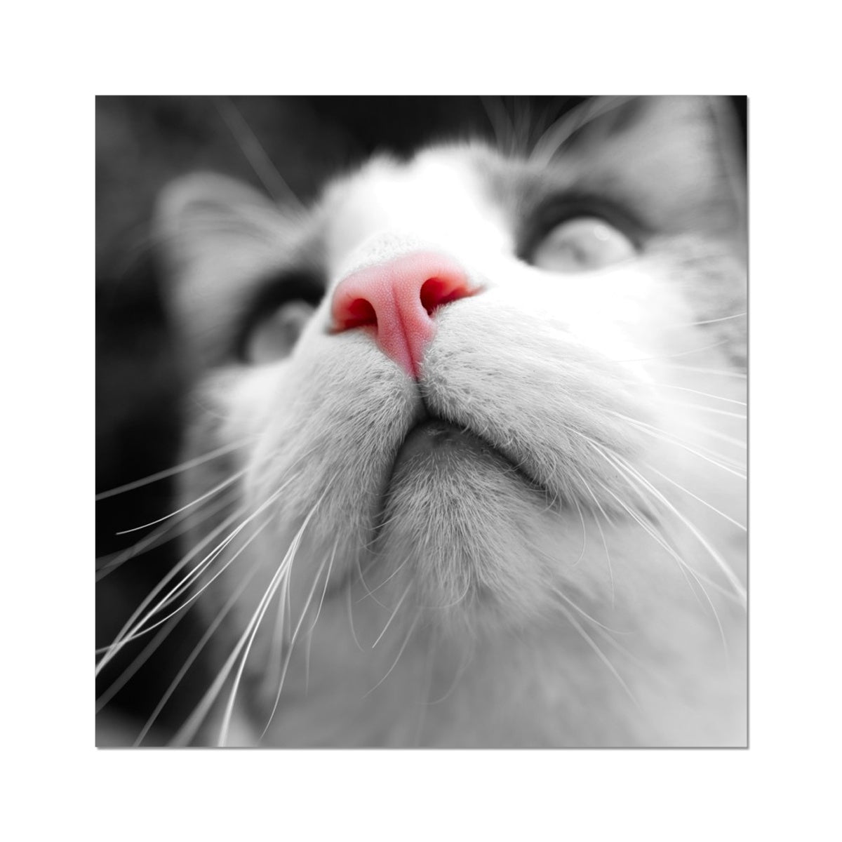 Pink Noses Fine Art Print