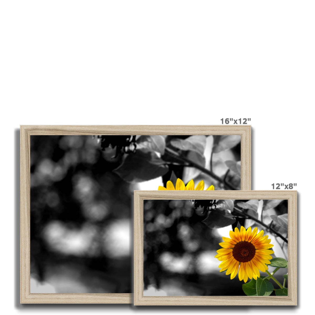 Sunflower Alone Framed Print