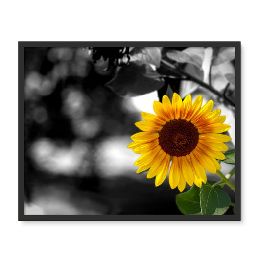 Sunflower Alone Framed Photo Tile