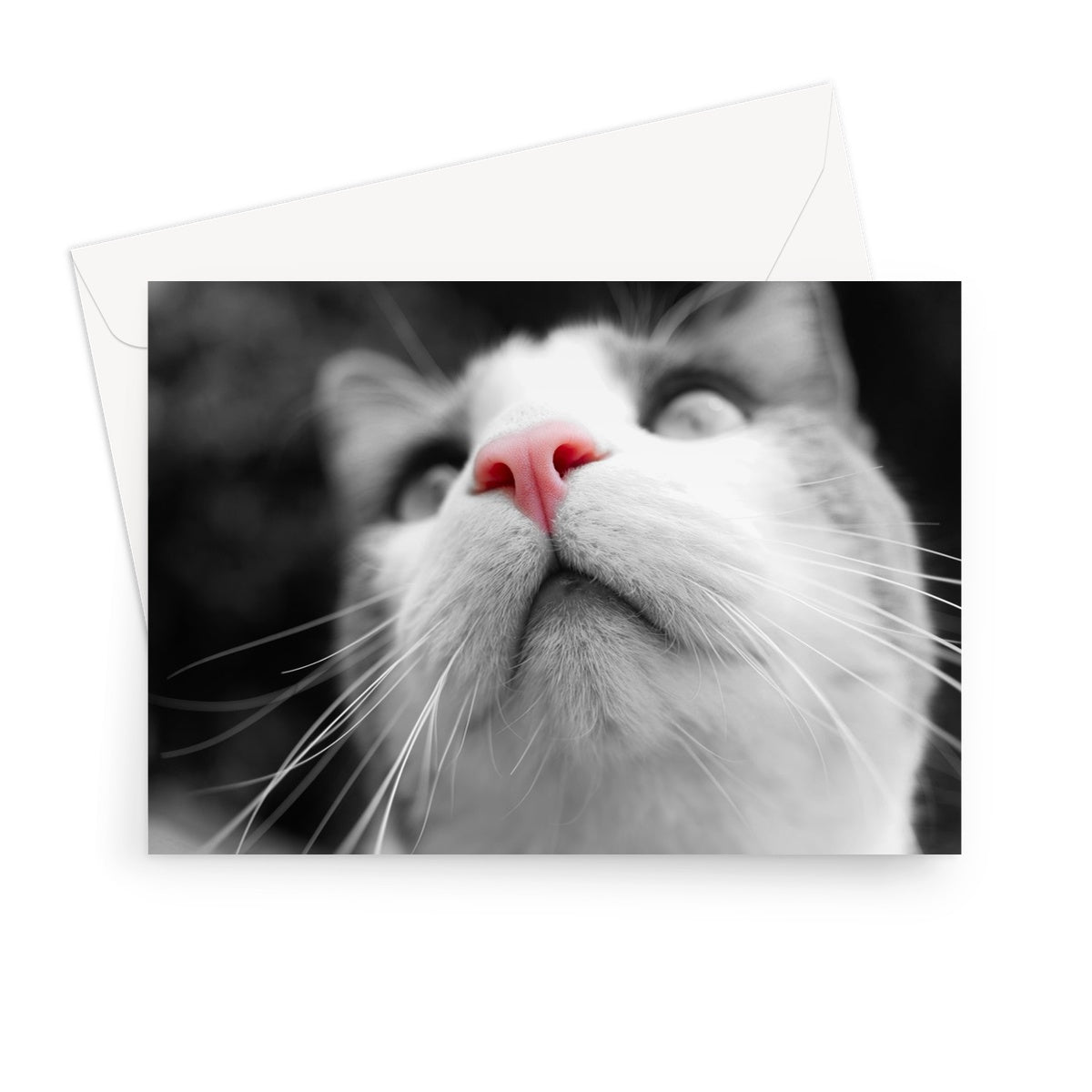 Pink Noses Greeting Card