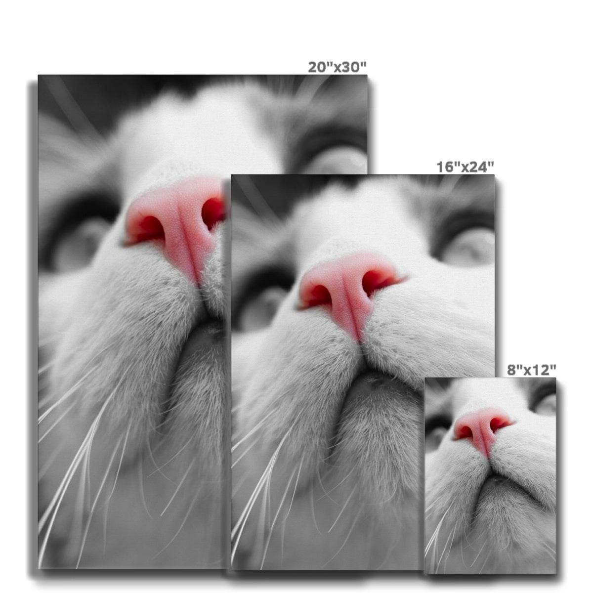 Pink Noses Eco Canvas