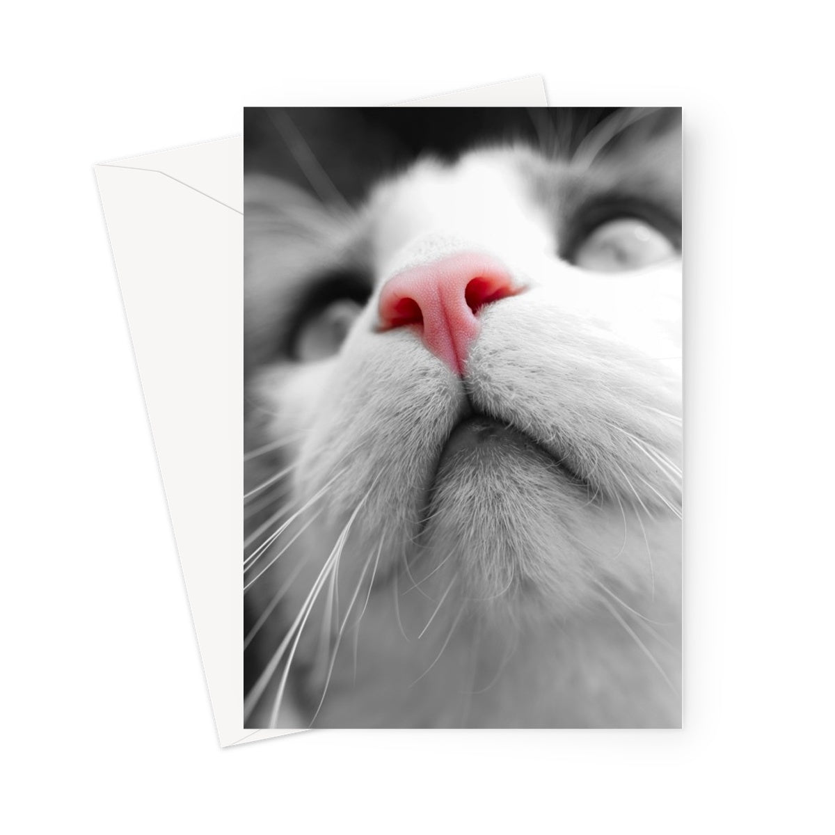 Pink Noses Greeting Card