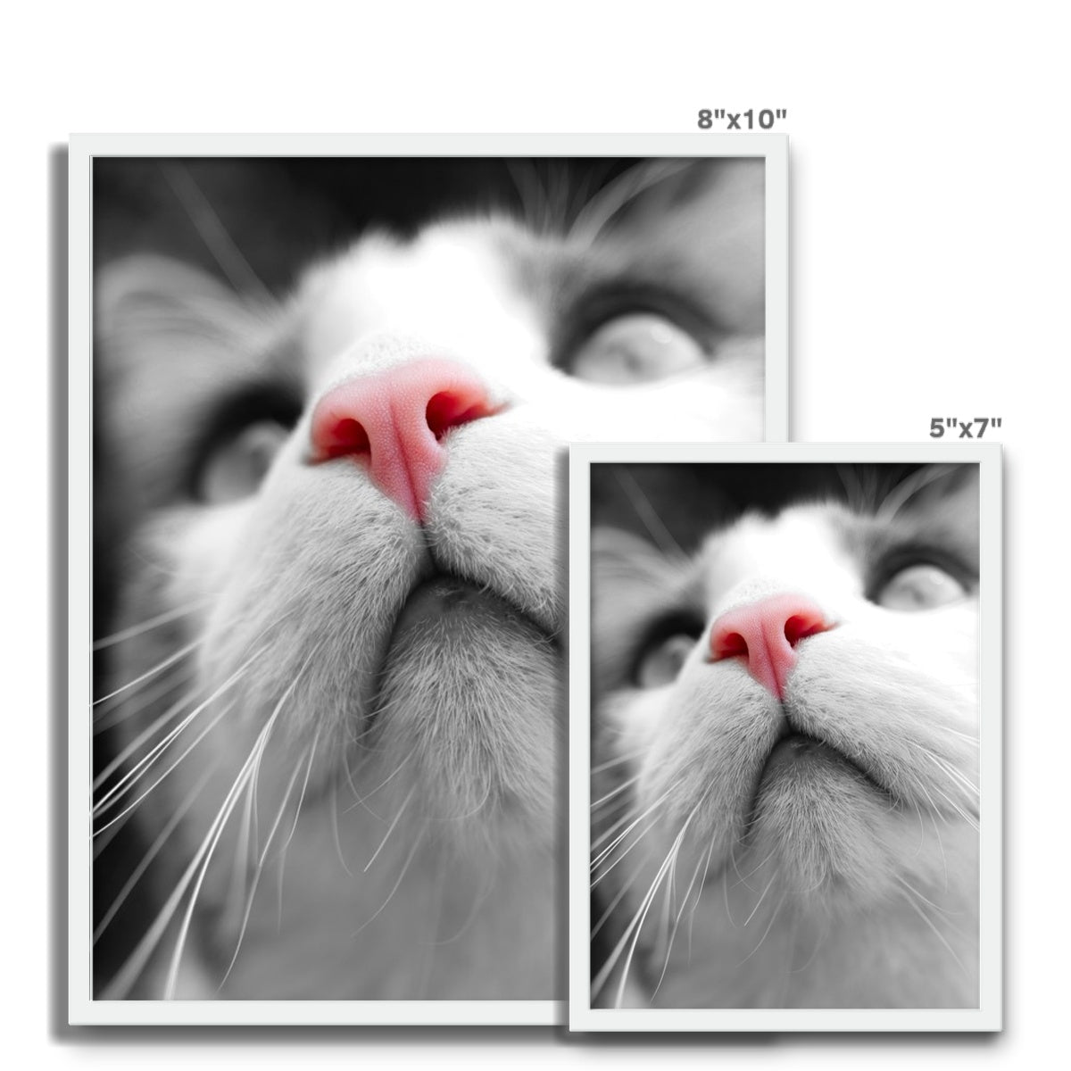 Pink Noses Framed Photo Tile