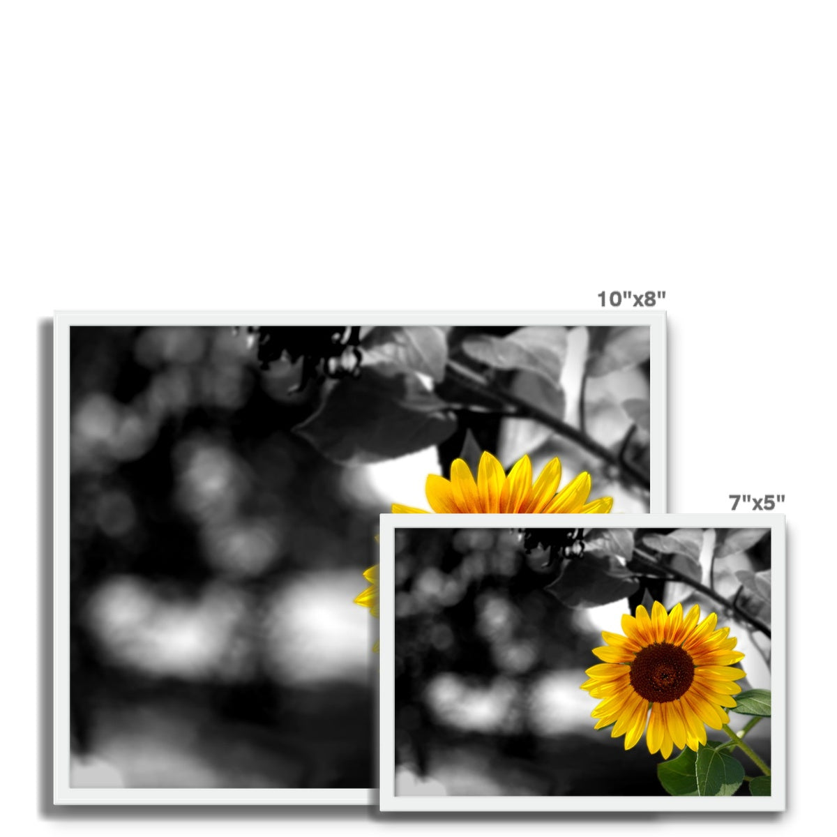 Sunflower Alone Framed Photo Tile