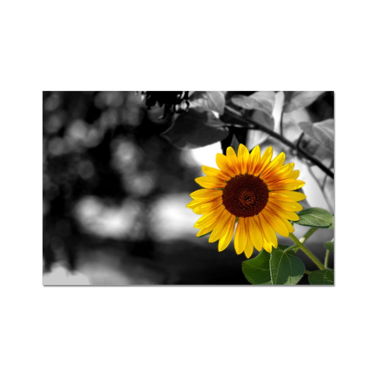 Sunflower Alone C-Type Print