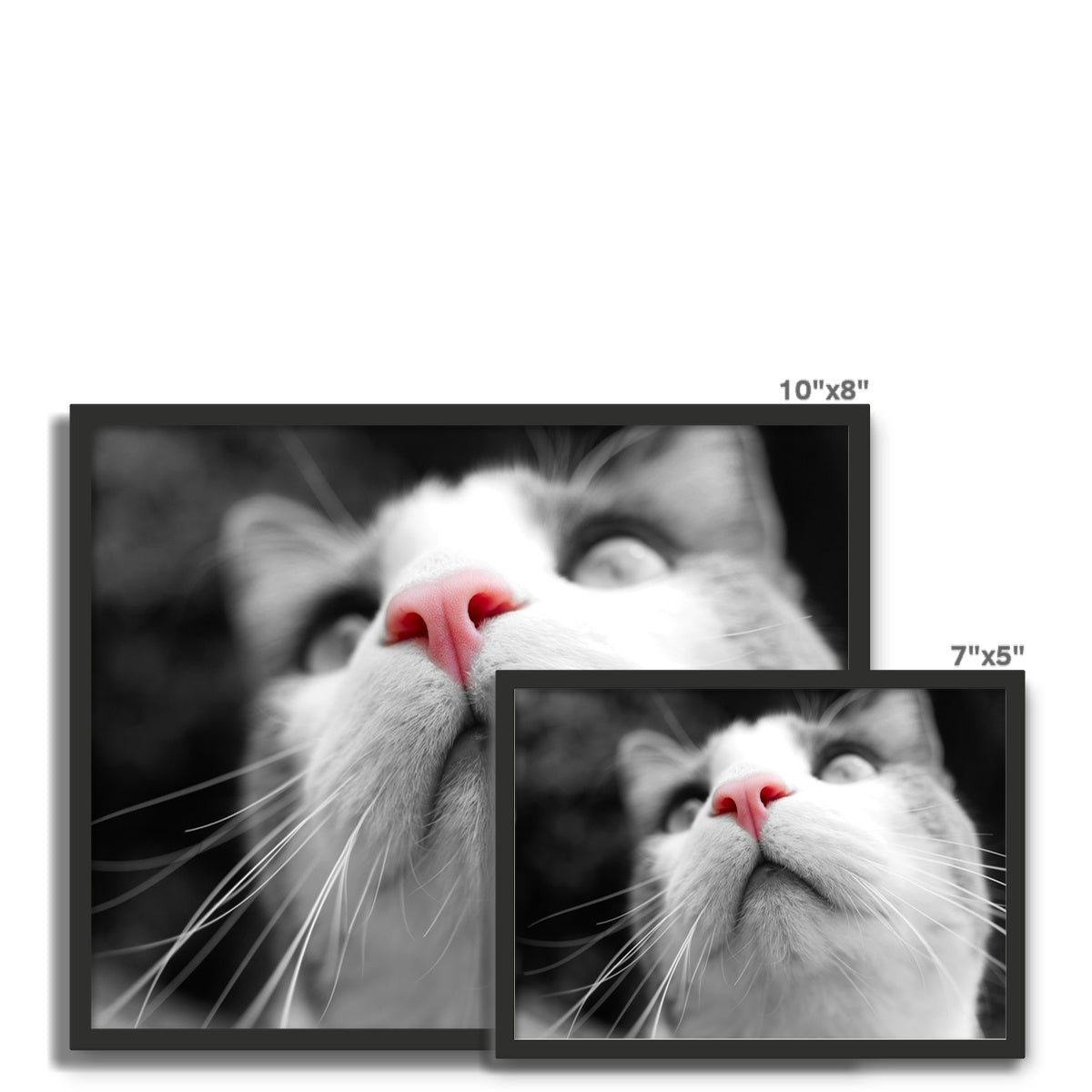 Pink Noses Framed Photo Tile