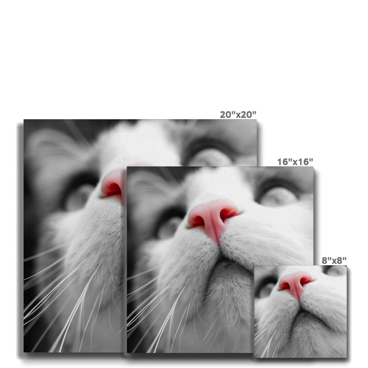 Pink Noses Eco Canvas