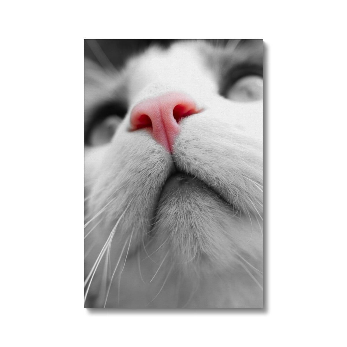 Pink Noses Eco Canvas